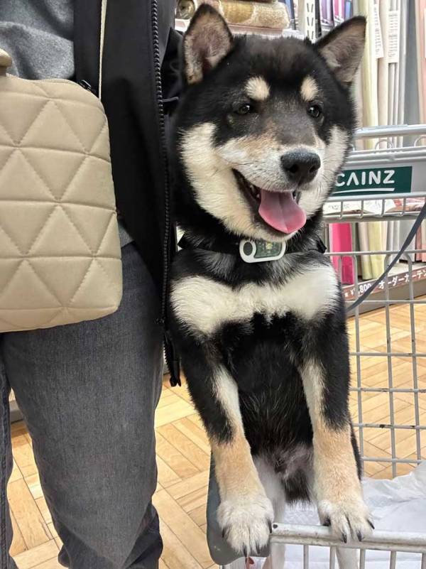 カートにのせられ不服そうな犬　その後、店員に褒められると？「表情が違いすぎて笑った」