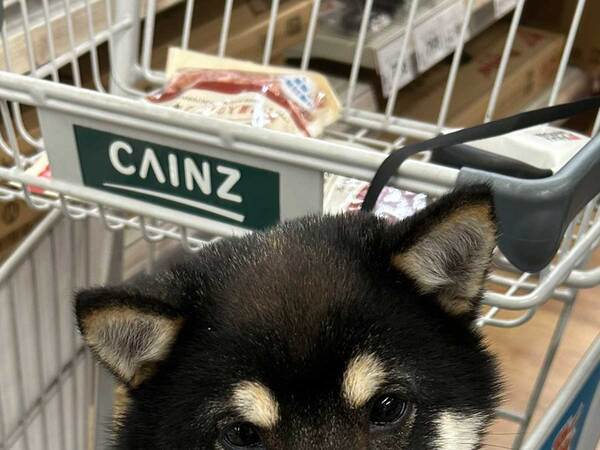カートにのせられ不服そうな犬　その後、店員に褒められると？「表情が違いすぎて笑った」