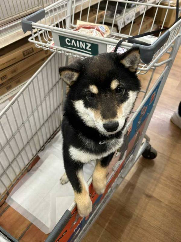 カートにのせられ不服そうな犬　その後、店員に褒められると？「表情が違いすぎて笑った」