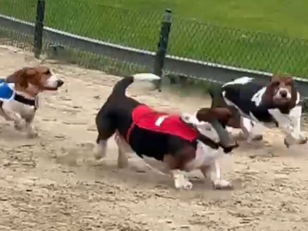 競走を始めた4匹の犬　その5秒後？「笑った」「忘れちゃったみたい」