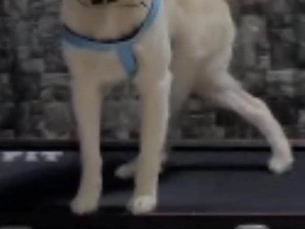 「嘘だろ？」「合成かと思った」　犬の『室内運動』に383万『いいね』