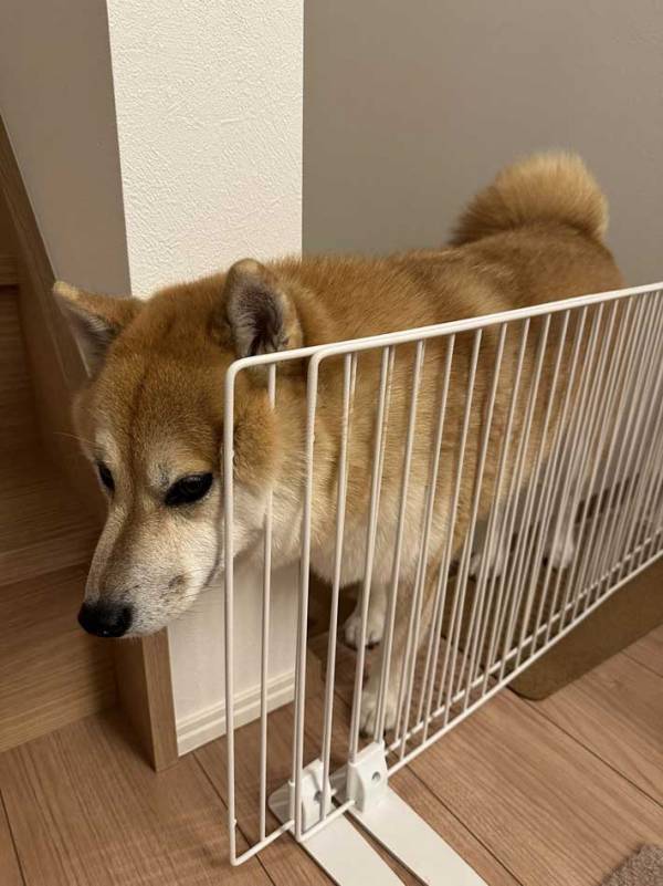 テンションが上がりすぎて…　愛犬が静かだと思ったら？「なんでそこに」「かわいい」