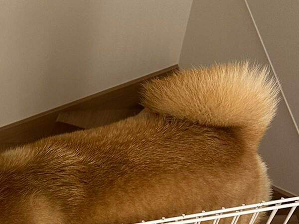 テンションが上がりすぎて…　愛犬が静かだと思ったら？「なんでそこに」「かわいい」