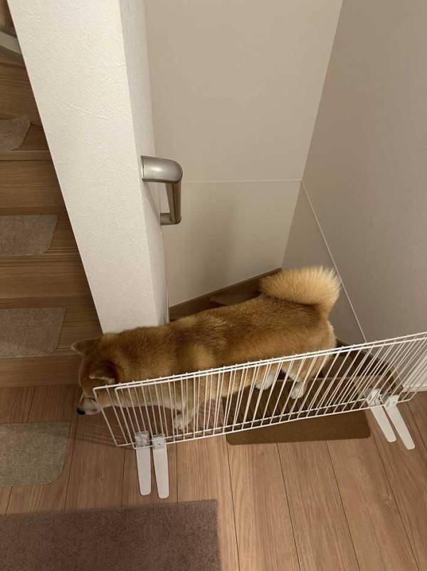 テンションが上がりすぎて…　愛犬が静かだと思ったら？「なんでそこに」「かわいい」