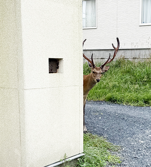 「出勤しようとしたら、これ」　まさかの来訪者に「目を疑った」「ここはシカトでしょ」