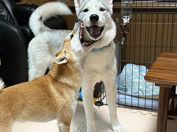 「いやー、もう何をいってもこうなんで！」　ハスキーと柴犬の1枚に「笑っちゃった」