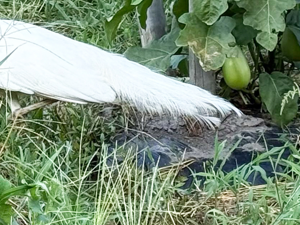 男性「ちょっと待って」　ナスを収穫しようとしたら？「すごすぎる…」「ひっくり返るわ！」