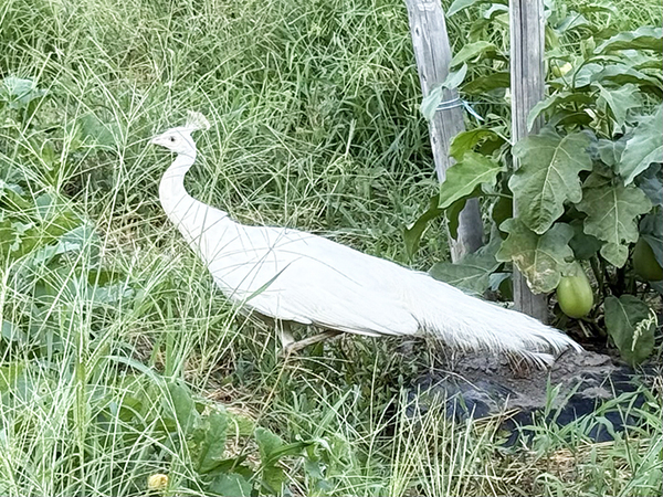 男性「ちょっと待って」　ナスを収穫しようとしたら？「すごすぎる…」「ひっくり返るわ！」