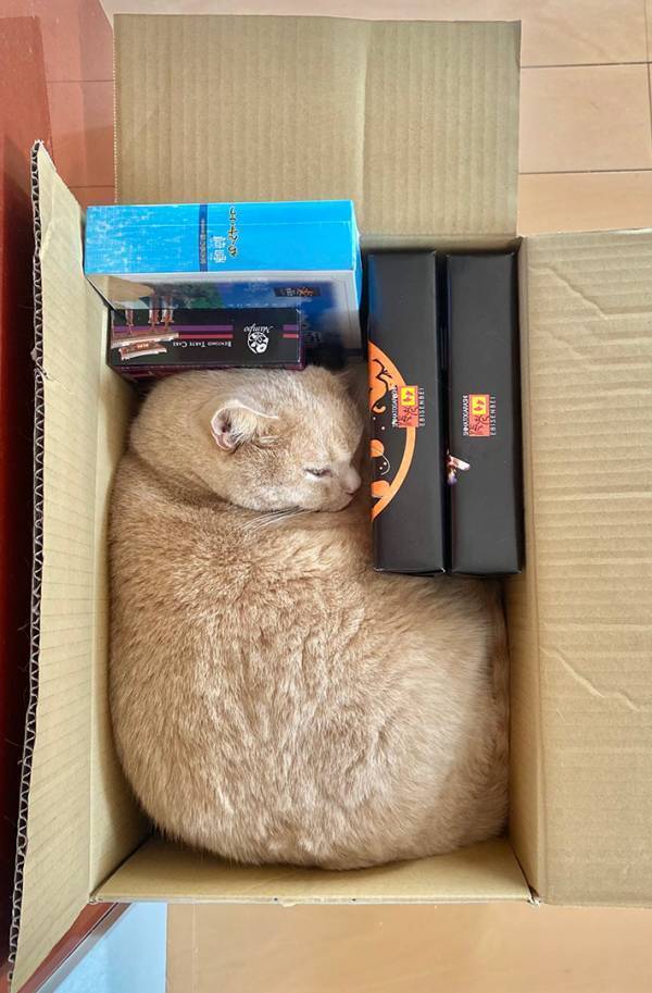 飼い主「無限に遊べそう」　かわいすぎる『テトリス』に「このゲームやりたい」