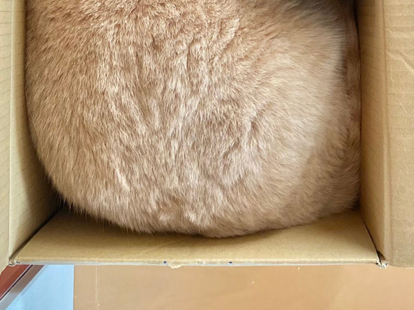 飼い主「無限に遊べそう」　かわいすぎる『テトリス』に「このゲームやりたい」