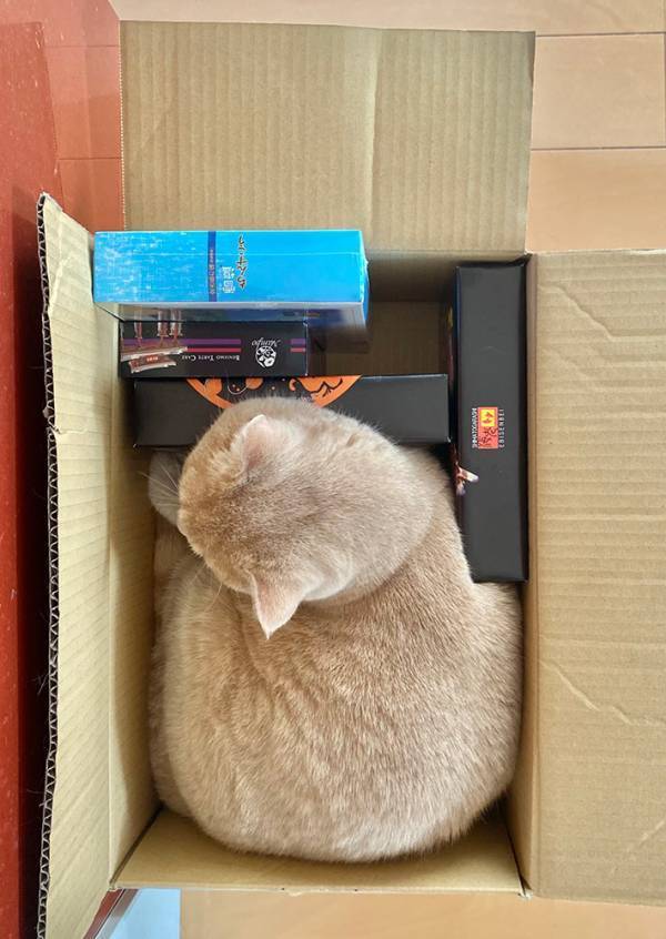 飼い主「無限に遊べそう」　かわいすぎる『テトリス』に「このゲームやりたい」