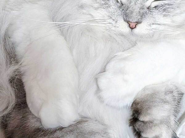 猫が抱きしめていたのは…？　かわいすぎる寝姿に「大好きがあふれている」「癒し！」