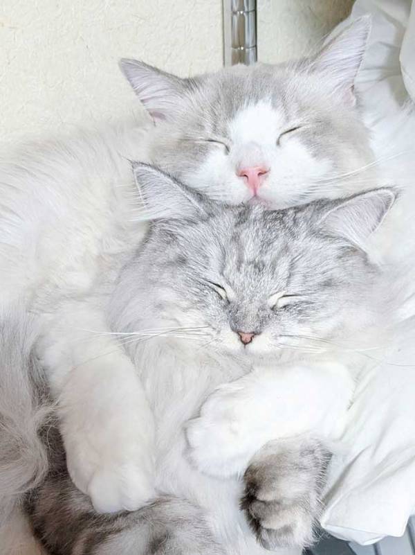 猫が抱きしめていたのは…？　かわいすぎる寝姿に「大好きがあふれている」「癒し！」