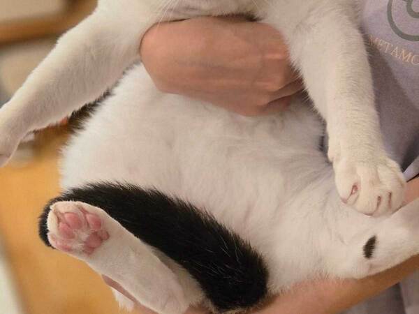 「我が家のヒーロー」と褒められて…？　猫の顔に「かっこいい」「やりますね」