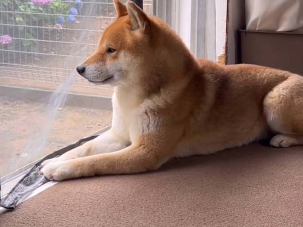 「角度を変えて見たところ…」　犬が『確保』していたものに「やっぱり」「最高」