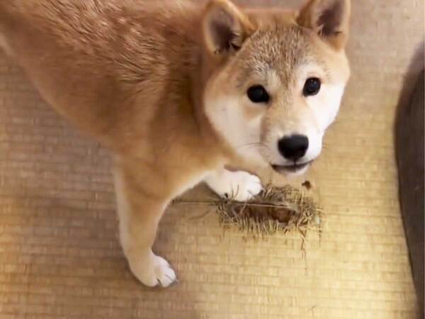 愛犬が掘った穴に『工事看板』を設置　翌日…「めっちゃ笑った！」