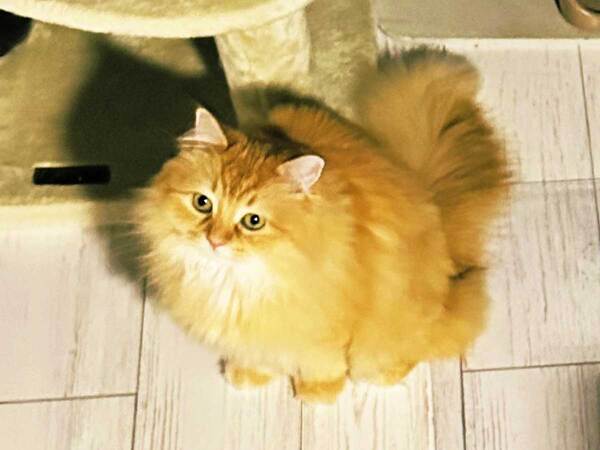 夫「妻が猫になりました」　おかしなポーズをする妻、それをみた猫が？