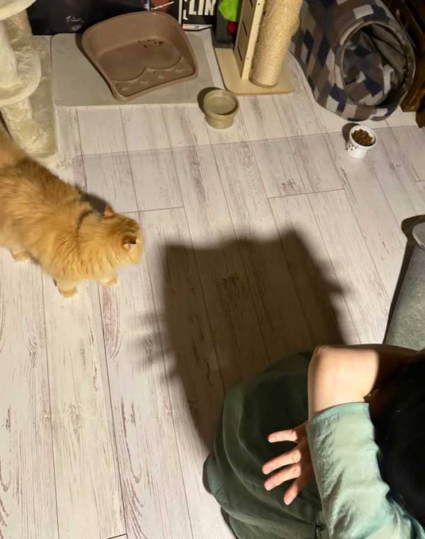 夫「妻が猫になりました」　おかしなポーズをする妻、それをみた猫が？