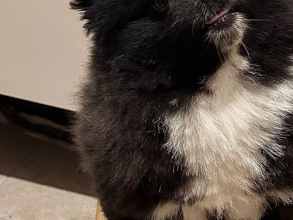 「ごめん爆笑した」「完全に一致」　友人から「信楽焼のたぬき」といわれた犬が、こちら