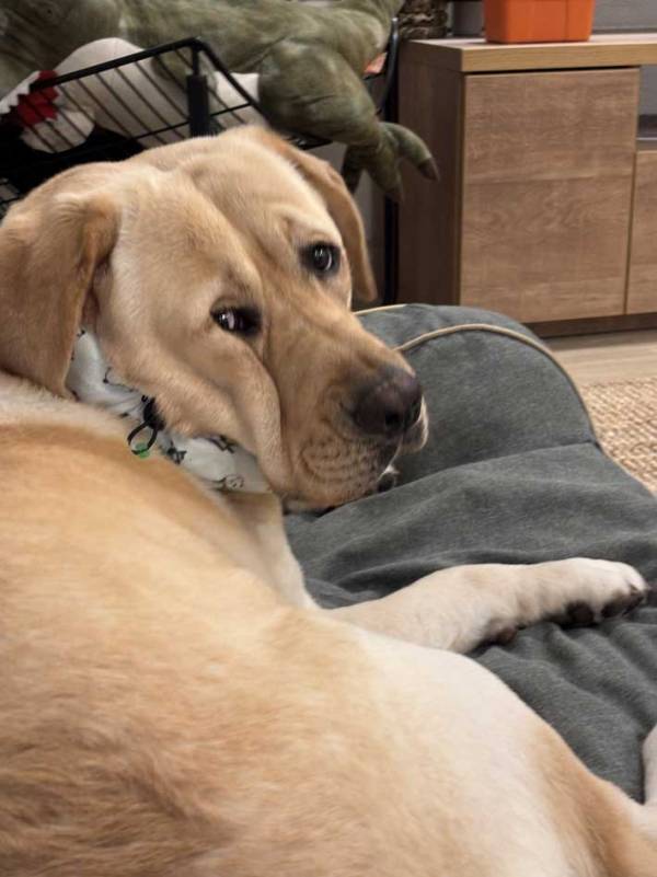 クールネックを付けた犬　振り返ると…「笑った」「何してもかわいい」