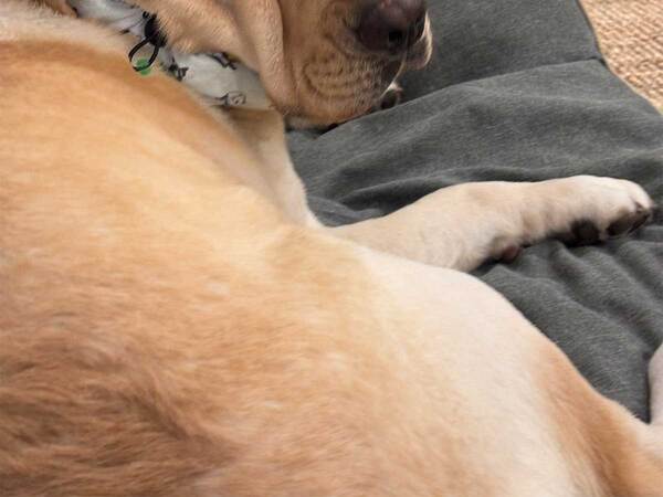 クールネックを付けた犬　振り返ると…「笑った」「何してもかわいい」