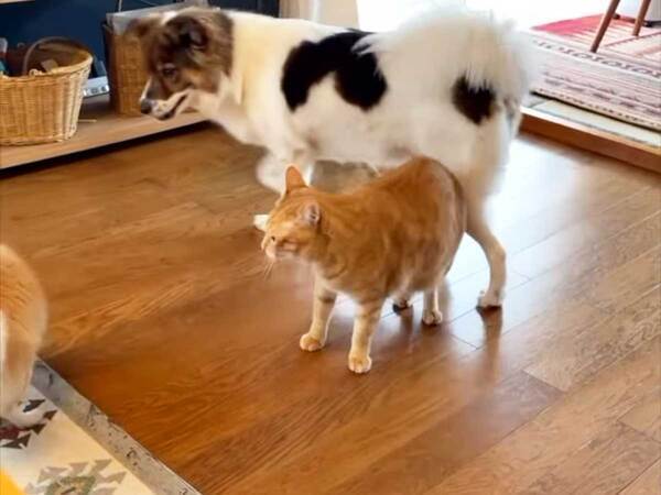 来客の犬にかまう猫　次の瞬間…「笑った」「かわいいが渋滞」