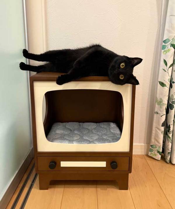 猫がくつろいでいる場所が？　写真に「なんか違う」「思い切り笑った」