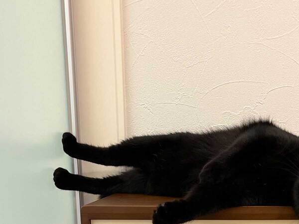 猫がくつろいでいる場所が？　写真に「なんか違う」「思い切り笑った」
