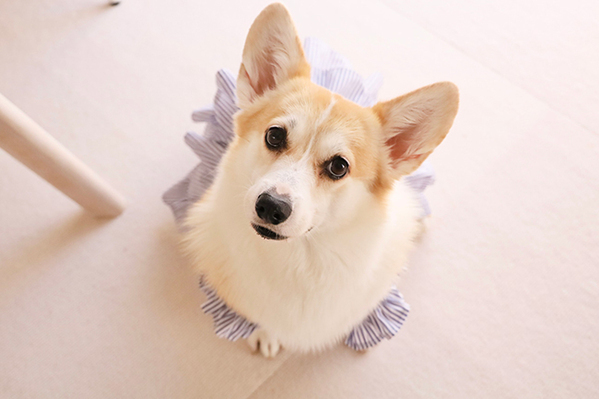 着なくなったGUのシャツを…　驚きのリメイクに「天才なの？」「最高すぎる」