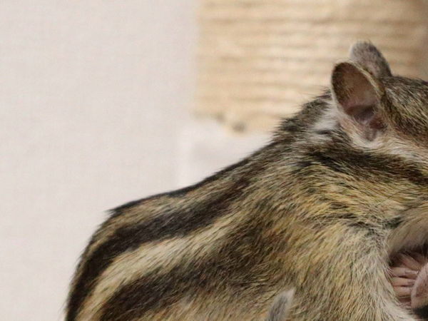 リスが抱きしめていたのは？　かわいさ抜群の光景に「愛おしすぎる！」