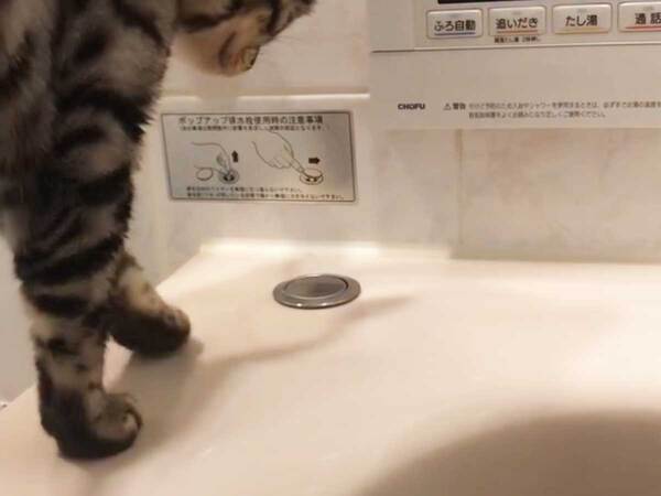 飼い主「うちの子は『猫柱』なのかも」　愛猫が前足を上げた直後…