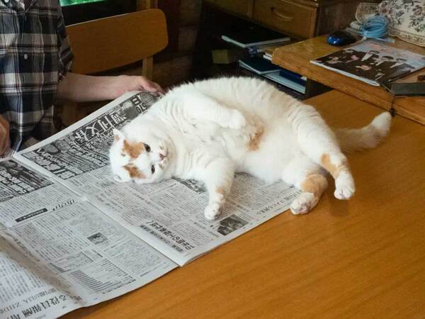 新聞の上で寝てしまった猫　父親が『仕返し』をすると？　「笑った」「漫画みたいな展開」