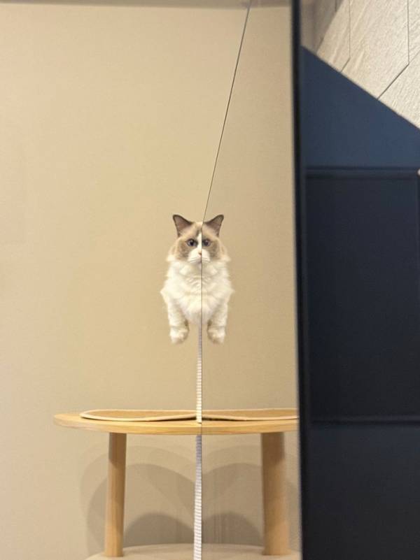 キャットタワーでくつろいでいた愛猫　飼い主が写真を撮ったら…「笑った」「志村けんかな」