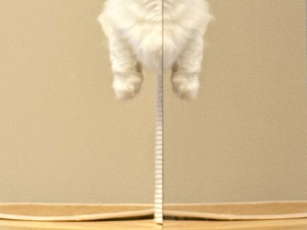 キャットタワーでくつろいでいた愛猫　飼い主が写真を撮ったら…「笑った」「志村けんかな」