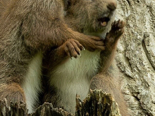 「爆笑した」「表情が最高すぎ」　木の上にいた2匹のリスが？