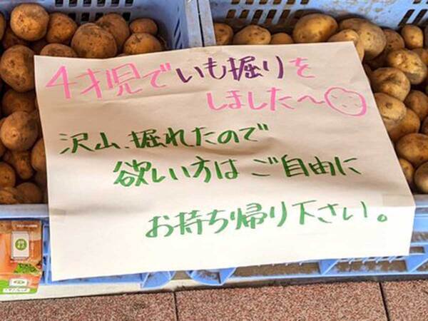 幼稚園の『イモ掘り』が本気すぎる　写真に「笑った」「スケールが違う」