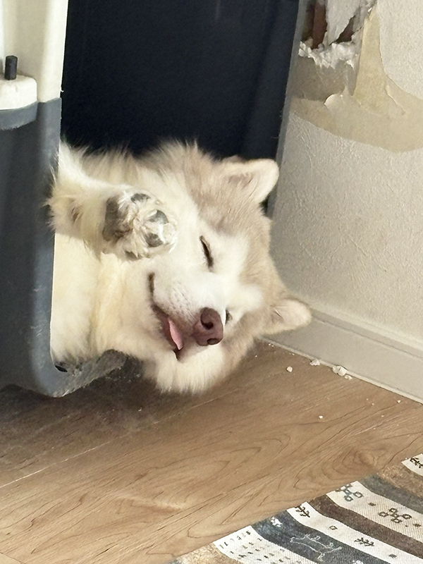 満足げな顔で眠るハスキー　その横を見ると？「これは許す」「叱れないでしょ…」