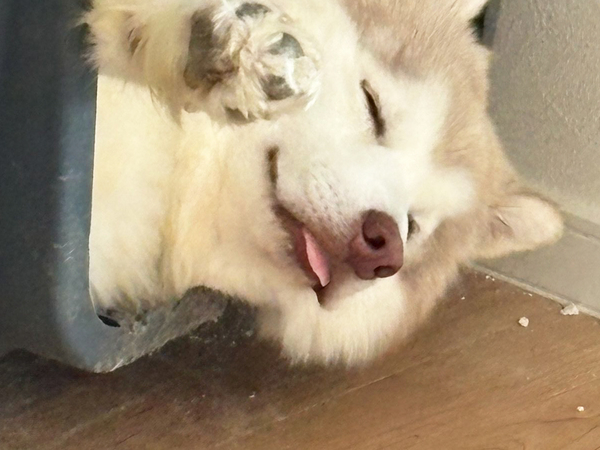 満足げな顔で眠るハスキー　その横を見ると？「これは許す」「叱れないでしょ…」