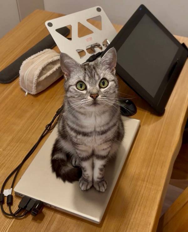 なでられ待ちの猫　体の下を見ると？「全部がパーフェクト」「キュンとした…」