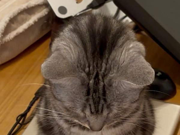 なでられ待ちの猫　体の下を見ると？「全部がパーフェクト」「キュンとした…」