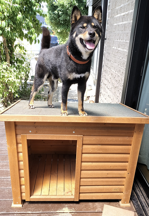 新しい犬小屋をもらった柴犬　まさかの使い方に「そっちかよ！」「違う、そうじゃない」