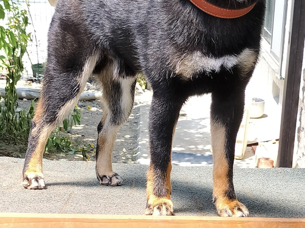 新しい犬小屋をもらった柴犬　まさかの使い方に「そっちかよ！」「違う、そうじゃない」