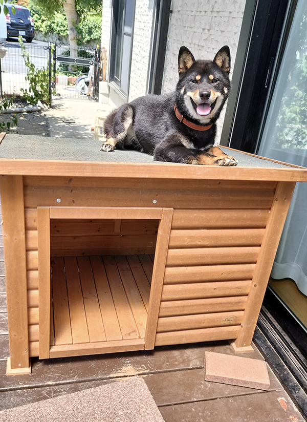 新しい犬小屋をもらった柴犬　まさかの使い方に「そっちかよ！」「違う、そうじゃない」