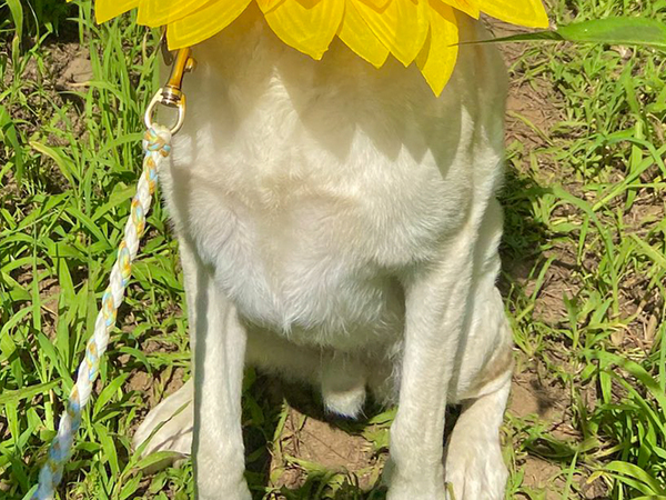 ヒマワリ畑に現れたのは？　犬の姿に「声出た」「一年中咲いててほしい」