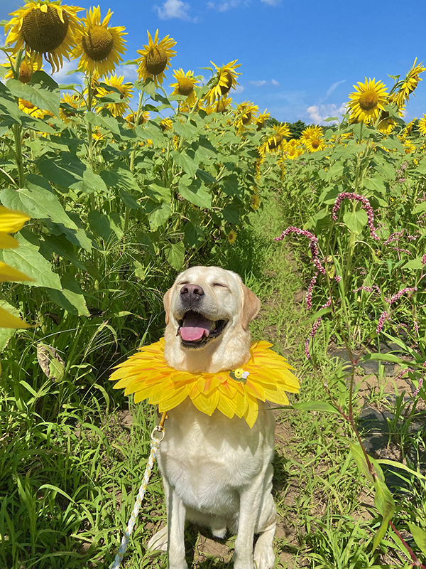 ヒマワリ畑に現れたのは？　犬の姿に「声出た」「一年中咲いててほしい」