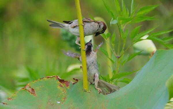 突然キスをされたスズメ　マンガのような展開に、爆笑！