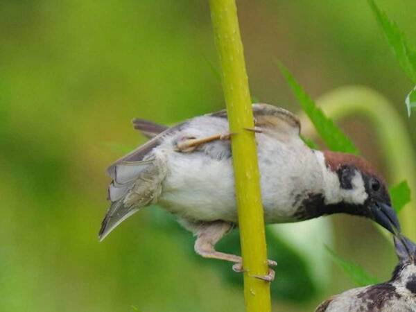 突然キスをされたスズメ　マンガのような展開に、爆笑！