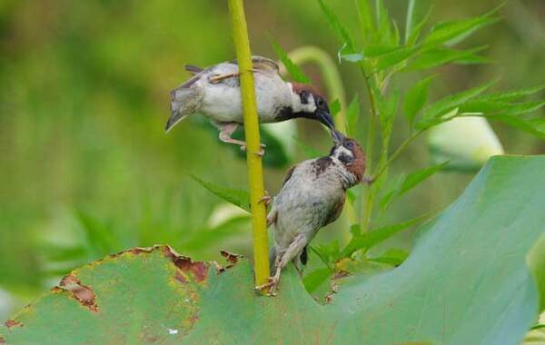 突然キスをされたスズメ　マンガのような展開に、爆笑！