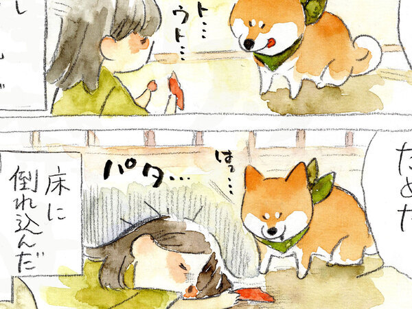 柴犬にジャーキーをあげようとしたら…　展開に「笑った」「顔、顔！」