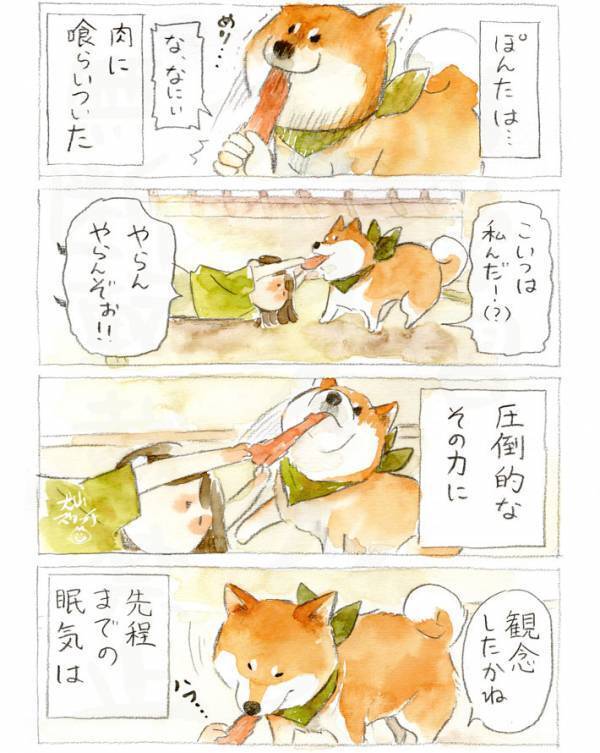 柴犬にジャーキーをあげようとしたら…　展開に「笑った」「顔、顔！」